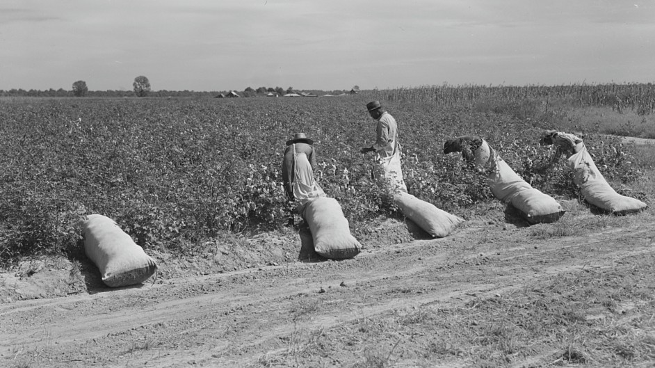 ‘Freedom from the slavery of King Cotton’